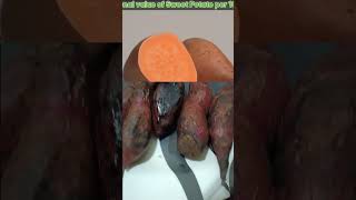 Winter special sweet potato food healthy sweet superhealthy [upl. by Farlee]