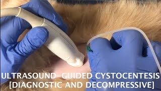 UltrasoundGuided Cystocentesis Diagnostic and Decompressive│Veterinary Emergency Procedures [upl. by Kerby]