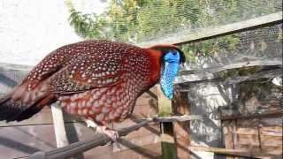 Tragopan de Temminck [upl. by Yert]