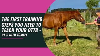 TEACH THIS TO TRAIN LIGHTNESS IN YOUR OTTB PT 3 with Tommy ottb inhandtraining equitationscience [upl. by Fanechka]