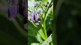 A nectar robbing Bumblebee on Comfrey 🐝 bumblebee pollinators wildflowers [upl. by Celestyn]