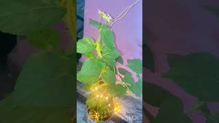 beautiful lantana flower plant use kre decoration me diwali decoration [upl. by Zillah]