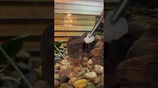 Amphiuma Feeding outdoorswithjay reptilebus reptiles amphiuma amphibian exoticpets [upl. by Silbahc]