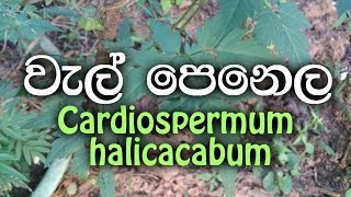 welpenela  Cardiospermum halicacabum [upl. by Erodisi]