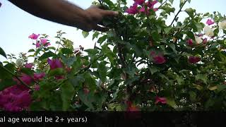 10STEP GUIDE to turn YOU into a pro at PROPAGATING BOUGAINVILLEAS from CUTTINGS Bougainvillea [upl. by Adnaval116]