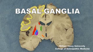 Basal ganglia Striatumpallidum subthalamic nucleus substantia nigraneuroanatomy basal ganglia [upl. by Hosea]