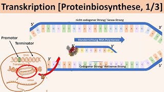 Transkription Proteinbiosynthese 13  Biologie Genetik Oberstufe [upl. by Acul99]