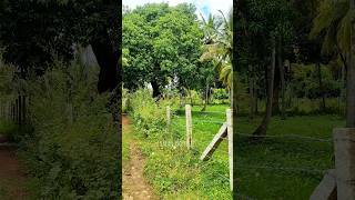 38  33 Gunte Farm Land Sale in Channapatna Ramanagara Near Bengaluru Charan 7338474634 [upl. by Groh]