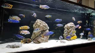 African Cichlid Tank  238 Gallon  All Male Showtank [upl. by Aicirtap]