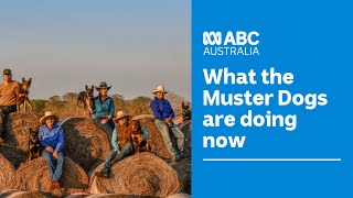 Puppy update  what the Muster Dogs are doing now 🐶🤠  Muster Dogs  ABC Australia [upl. by Ivonne]