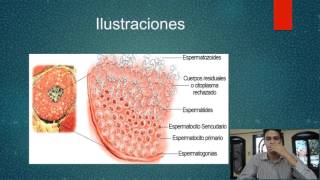 1 Embriología Importancia y Gametogénesis [upl. by Hooge]