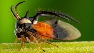 The Insects Who Vibrate To Communicate  Planet Earth III  BBC Earth [upl. by Hiasi94]