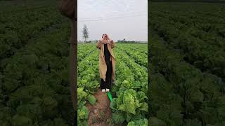 This years cabbage harvest is great [upl. by Eittam]