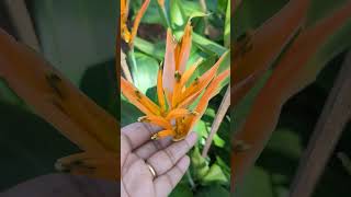 Beautiful heliconia flower gardening different plant heliconia 😍 [upl. by Eilegna]