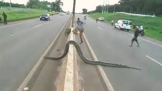 Sucuri  Anaconda  atravessa BR364 em Porto Velho  Rondônia Brazil [upl. by Reg]