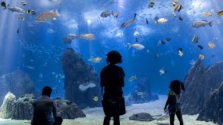 Visit the Worlds Best Aquarium in Lisbon 🌊🤩 [upl. by Aaren]