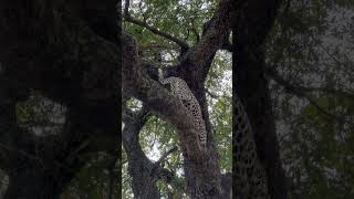 Basile female making tree climbing look easy [upl. by Leahey]