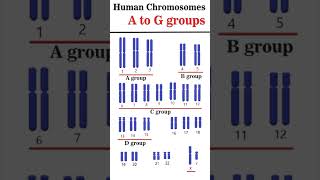 The Human Chromosome Groups AG groups cytogenetics [upl. by Esiuqram]