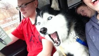 Huskies are DRAMA QUEENS and Hilarious  FUNNIEST Animals Video 2023 [upl. by Lieberman]