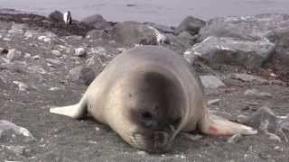 Amazing Encounter with an Adorable Elephant Seal Pup [upl. by Yedoc]