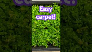 EASY carpet for your Aquarium Monte Carlo with no CO2 [upl. by Krisha947]