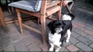 Shih Tzu Tibetanischer Hirtenhund HamburgFinkenwerder Germany [upl. by Demetria]