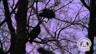 REAL hen turkey TREE YELPS provoking gobblers to sound off  GREAT AUDIO of wild turkey sounds [upl. by Ahgem]