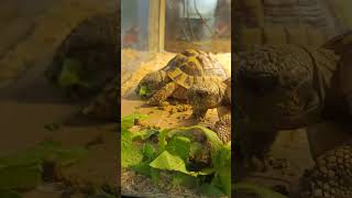 Adult Hermann Tortoise enjoying their fresh greens tortoise music [upl. by Owades163]