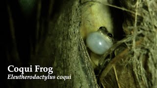 Coqui Frogs Calling in Puerto Rico [upl. by Atiuqihc]