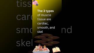 Types of muscle tissue three types of muscle tissue muscletyoes muscle tissue youtubeshorts [upl. by Acirretahs892]