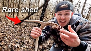 FINDING THE RAREST WHITETAIL SHED shed hunting [upl. by Eniamzaj]