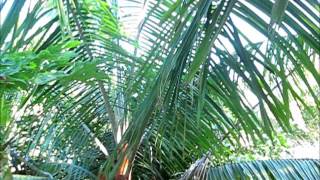 Dypsis leptocheilos with emerging flower [upl. by Goldfarb]