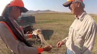 Montana Pheasant hunting [upl. by Annetta]