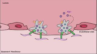 Platelet Plug Formation  Mechanisms [upl. by Suixela]