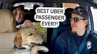 Surprising Uber Passengers With A PUPPY Ep 2 [upl. by Alfy]