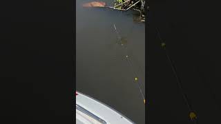 Watch The Rod Tip…THUMP I Thought I Had My 2 Pound Speck 😂 Damn Invasives [upl. by Aborn]