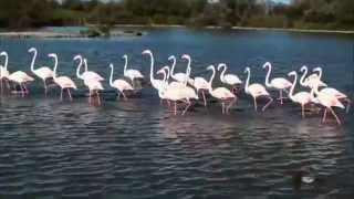 LES FLAMANTS ROSES [upl. by Alol]