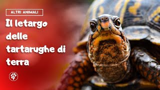 Il letargo delle tartarughe di terra tutto quello che cè da sapere 🐢  Amoreaquattrozampeit [upl. by Gnolb666]