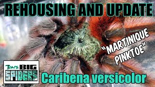 Caribena versicolor quotMartinique Pinktoequot Rehouse and Update [upl. by Lebasiram]