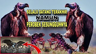 pemakan bangkai terkuat meski indra penciuman kurang baik Lappetfaced vulture [upl. by Abert]