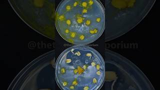 How Does Slime Mold Eat [upl. by Underwood]