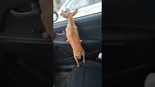 Sad Chihuahua Crying When Dad Goes In to a Store [upl. by Naved292]