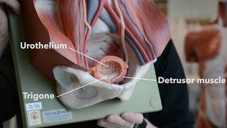 Bladder Anatomy [upl. by Anavlis]