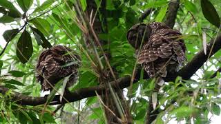 Barred Owls at Magnolia Plantation Charleston SC [upl. by Florri327]