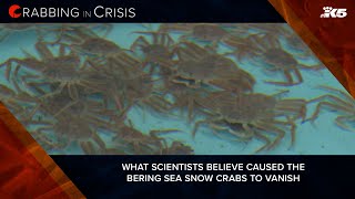 What scientists believe caused Bering Sea snow crabs to vanish and how they can be restored [upl. by Ennahgiel]