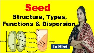 Structure of seed  Types of seed  Definition Function dispersion  NEET  In Hindi [upl. by Gianina]