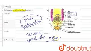 In Cockroach conglobate gland occurs in [upl. by Archer662]