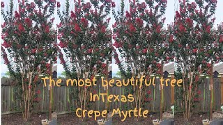 Pruning and Trimming Crepe Myrtles [upl. by Benzel]