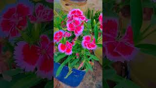 Dianthus flower careflowerworld beautifulflowersintheworld [upl. by Meredeth]