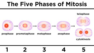 Mitosis How One Cell Becomes Two [upl. by Soisatsana]